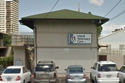 pet friendly waikiki dog friendly honolulu veterinarian listings