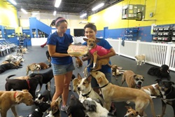 doggy daycare in waikiki