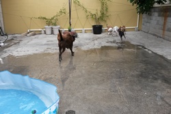 dog pet care in waikiki